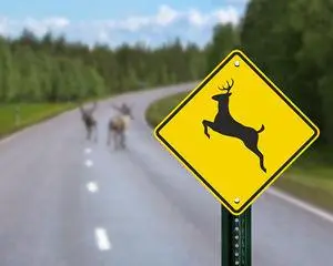 Yellow diamond sign with a leaping deer symbol, with deer on the road behind it